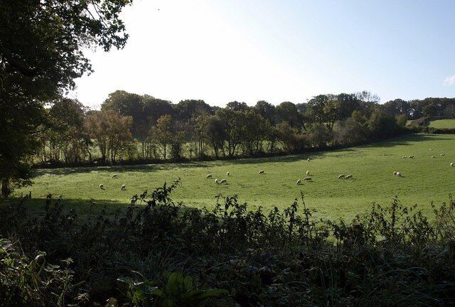 Sheep at Hittisleigh. Sheep in the northern part of an irregularly-shaped field just southwest of the village, the one on the right of 1551651 (the photo was taken from the corner by the trees on the right).
