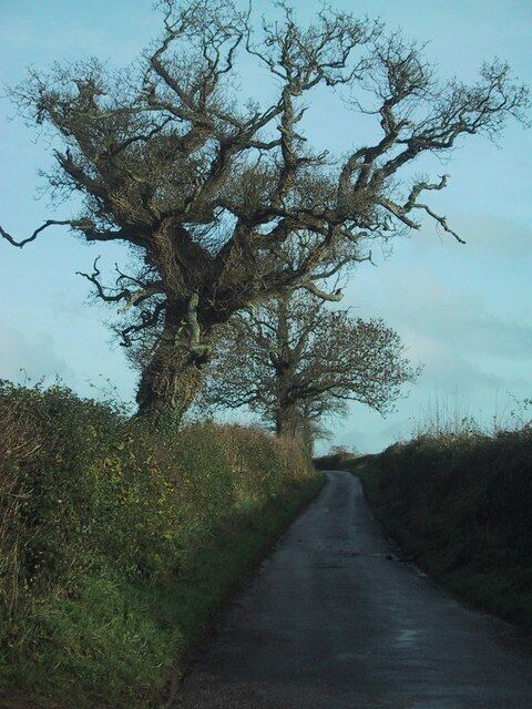 Un camino rural estrecho bordeado por vegetación densa y un gran árbol sin hojas.
