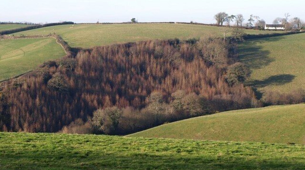 Conifer wood below Higher Cotley. An unnamed wood, partly mixed, on a steep slope in the unnamed valley that cuts deeply down from the Haldon ridge at Cotley to meet the Sowton Brook valley. Seen from 690402, a little further east. The building above right is Dandylands, in SX8589. Compare 164764, which include some of this scene, and was taken in May 2006.