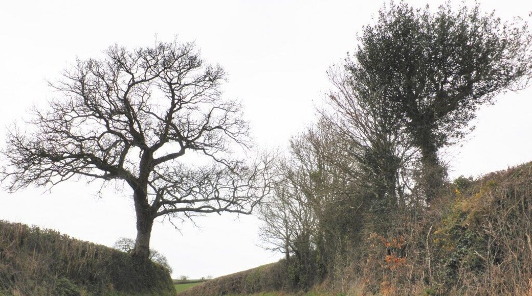 Reedy Hill, near Dunsford