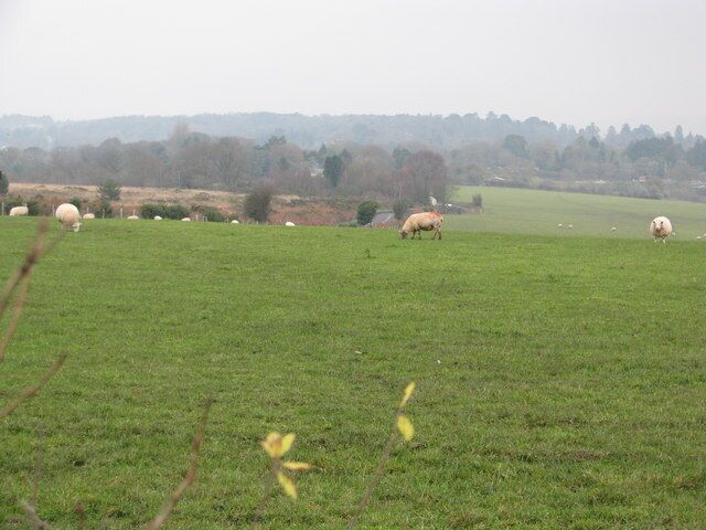Field for sheep near Venn Ottery Common