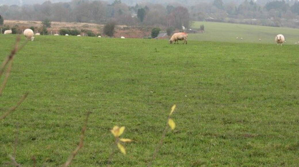 Field for sheep near Venn Ottery Common