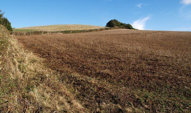 Towards Quarry Copse. From the point at which Kenn footpath 2 leaves Old Dawlish Road (the sign is seen in 572764), a view up an emptied field to where a small tongue of the copse appears over the hill.