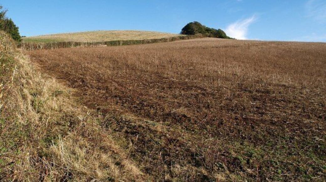 Towards Quarry Copse. From the point at which Kenn footpath 2 leaves Old Dawlish Road (the sign is seen in 572764), a view up an emptied field to where a small tongue of the copse appears over the hill.