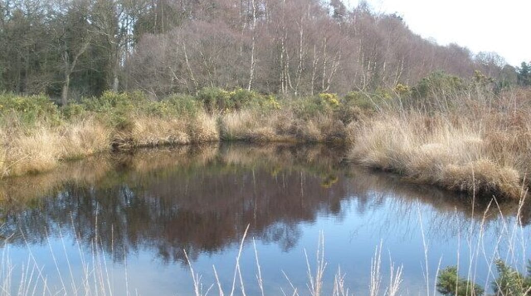 Pond, on Aylesbeare Common