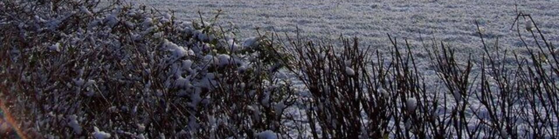 A snow-covered field with trees in the background.