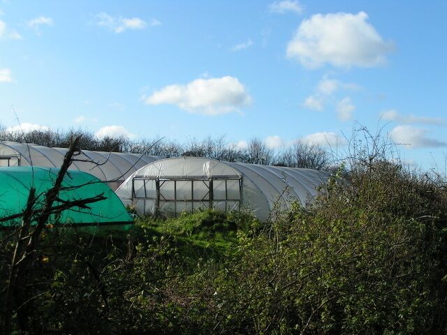 Polytunnels on Old Ebford Lane