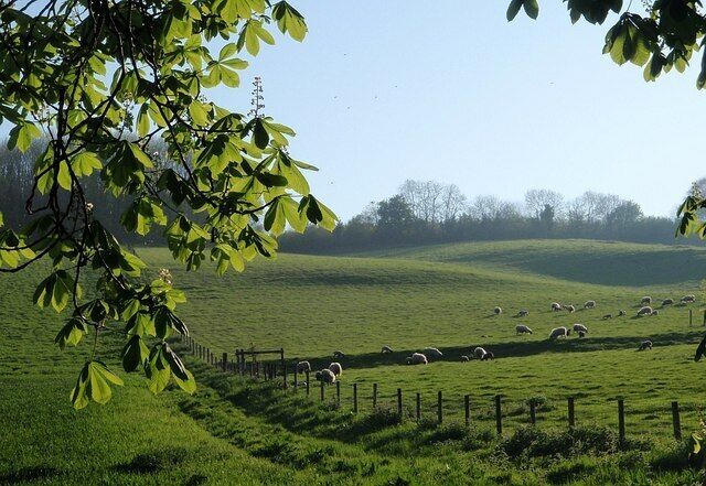 Sheep grazing at Dunchideock Seen from beneath a horse chestnut on Biddypark Lane, sheep graze in a field on the slopes of Haldon. School Wood is higher up the slope.