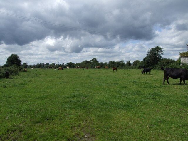 August Cows August 2009, taken from the start of the footpath from Stoke Canon signal box.