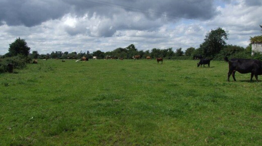 August Cows August 2009, taken from the start of the footpath from Stoke Canon signal box.