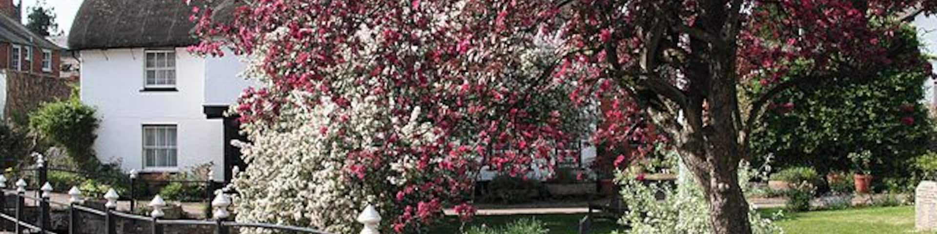 Thorverton: cherry tree In the village. Looking west-north-west by Stone Bridge