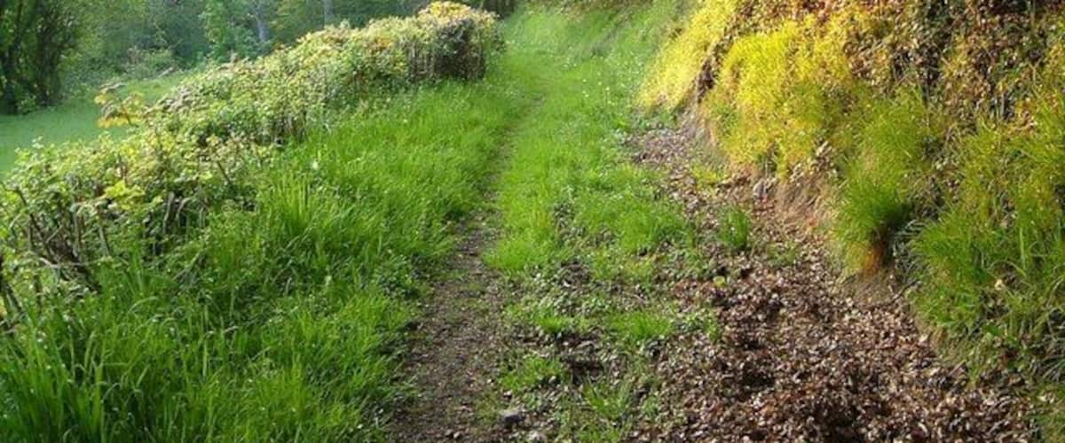 Footpath to Sowton Mill. A little upstream from the scene in 168104, Dunsford Footpath 9 runs beneath Beer Copse on its way to Sowton Mill. The River Teign is a mere 30 metres to the left across the narrow meadow.
