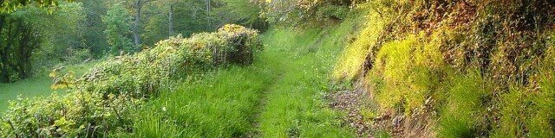 Footpath to Sowton Mill. A little upstream from the scene in 168104, Dunsford Footpath 9 runs beneath Beer Copse on its way to Sowton Mill. The River Teign is a mere 30 metres to the left across the narrow meadow.