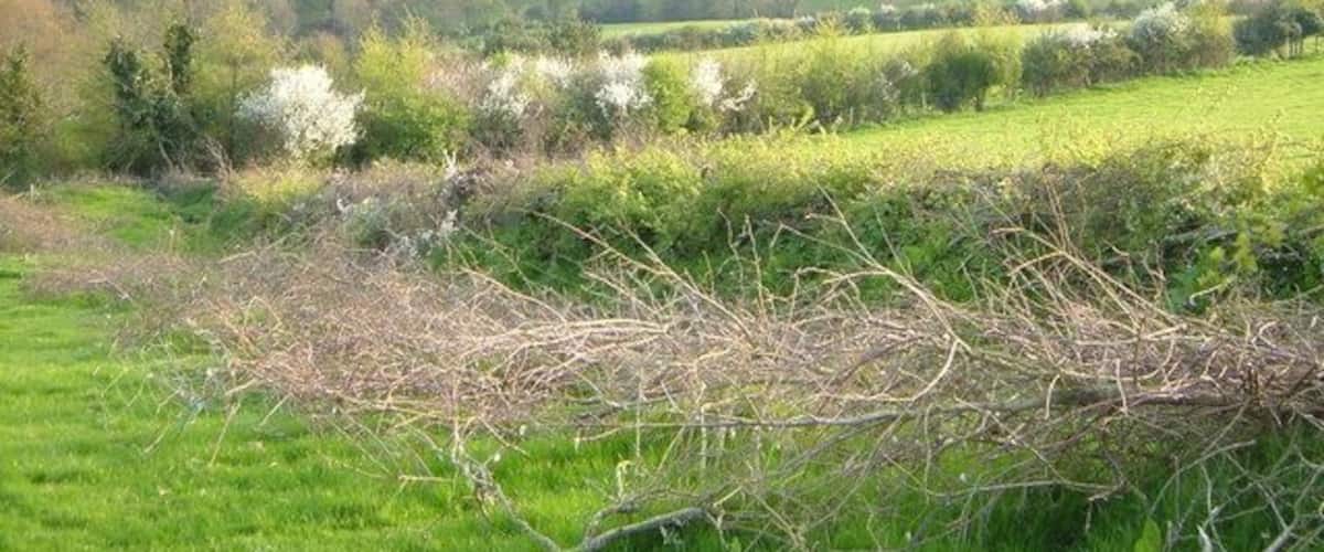 Nadder Brook valley and Whitestone. Looking down from the ridge lane east of Whitestone church across the nadder Brook valley, with the modern centre of Whitestone on the ridge opposite.
