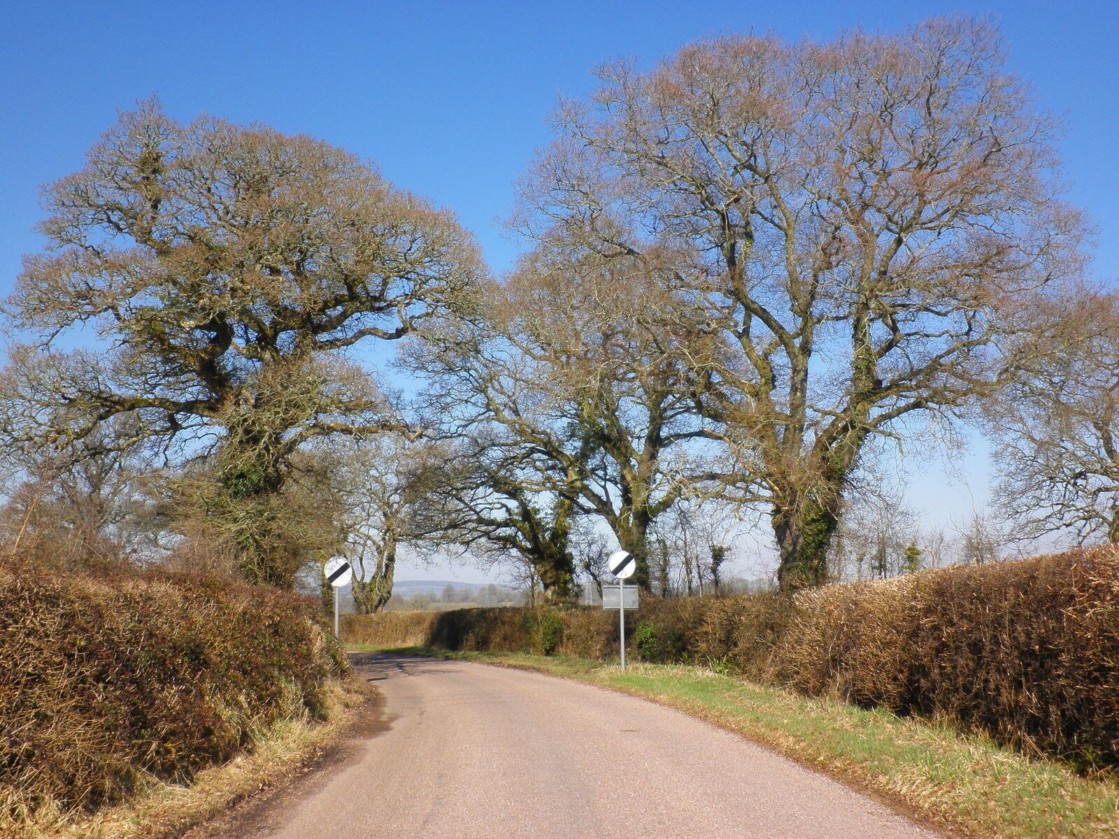 A rural road flanked by leafless trees and hedgerows under a clear blue sky.