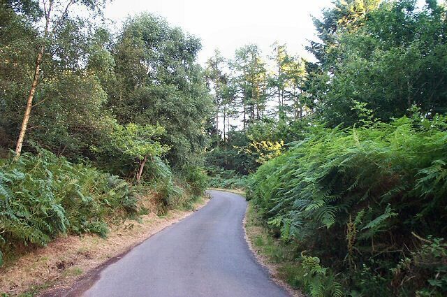 Reservoir Road. The road through the trees surrounding Kennick Reservoir.
