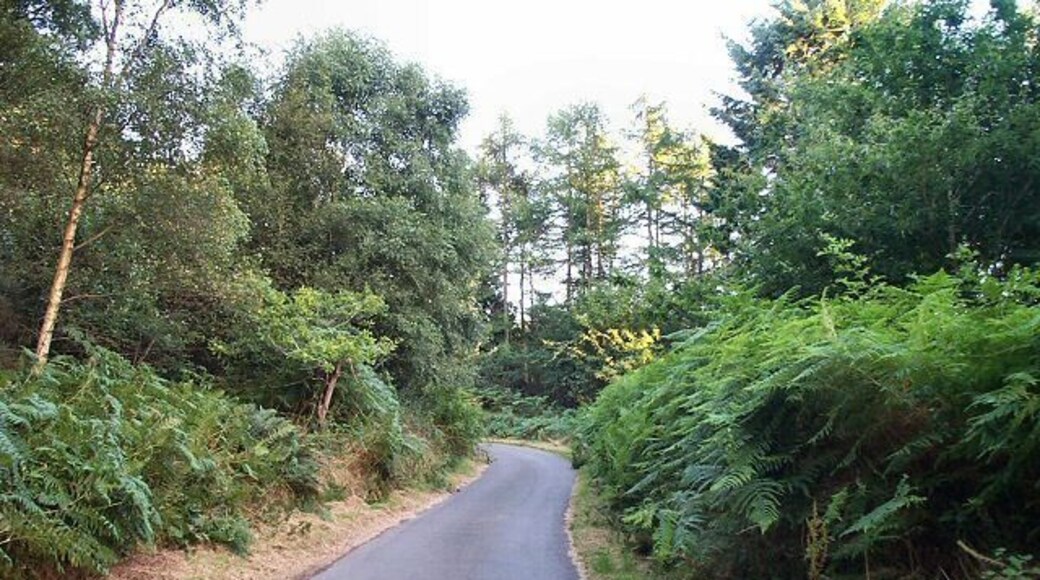 Reservoir Road. The road through the trees surrounding Kennick Reservoir.