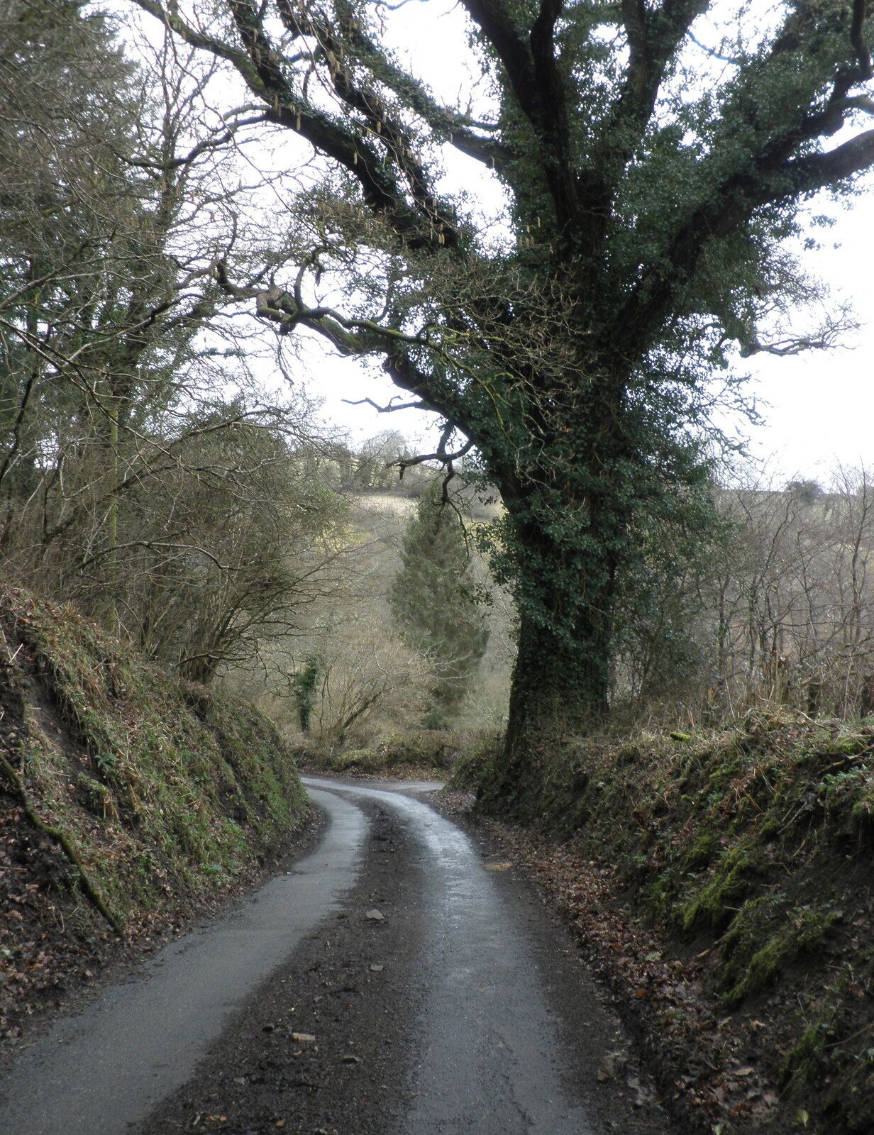 Wooded lane, near Prestonbury Common