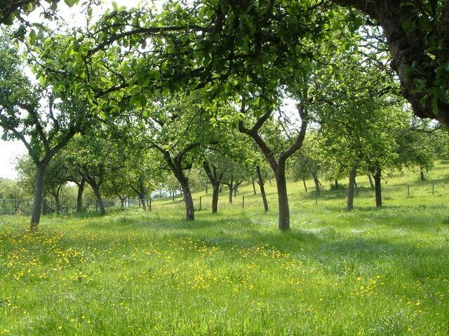 Orchard near Whimple. Almost half the area of this square is shown as orchards on the 1:25000 map, and although some have disappeared, most still survive, such as this one south of the lane between Knowle Cross at Whimple and Wards Cross.