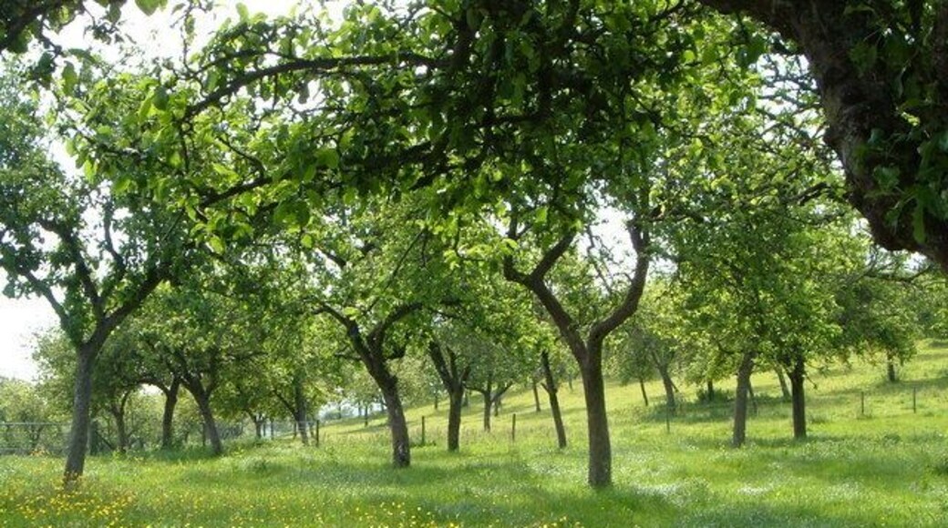 Orchard near Whimple. Almost half the area of this square is shown as orchards on the 1:25000 map, and although some have disappeared, most still survive, such as this one south of the lane between Knowle Cross at Whimple and Wards Cross.