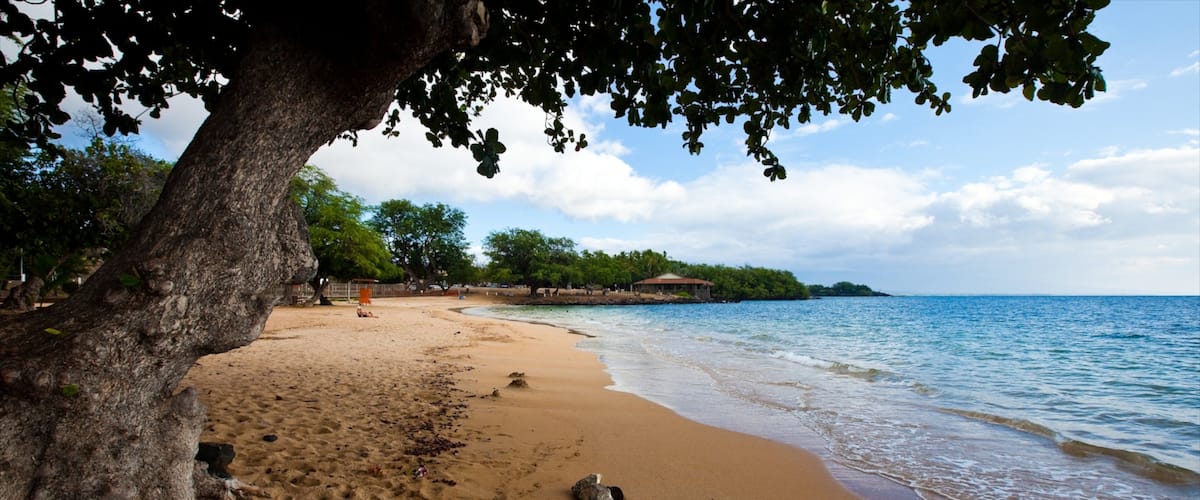 A sandy beach with a large tree trunk, calm water, and a distant shoreline with greenery.