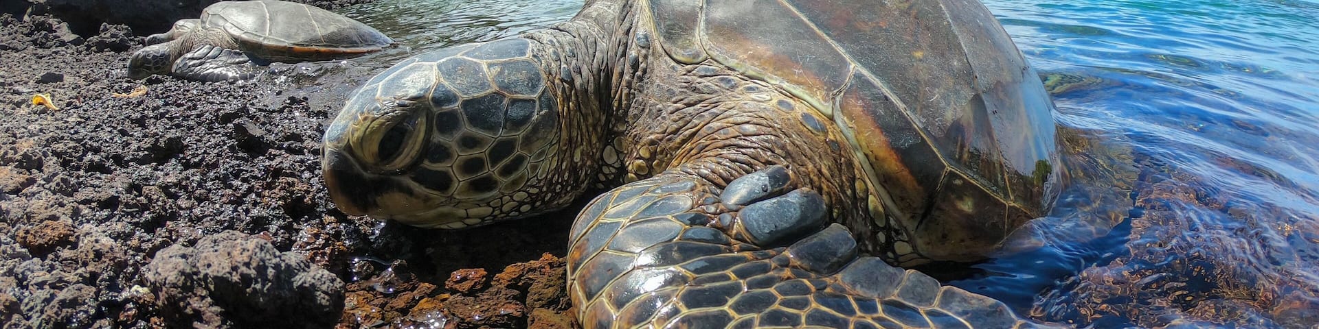 I love Honu. Something about how they carry themselves in these waters is something to be admired #Hawaii #HI #Honu #Adventure