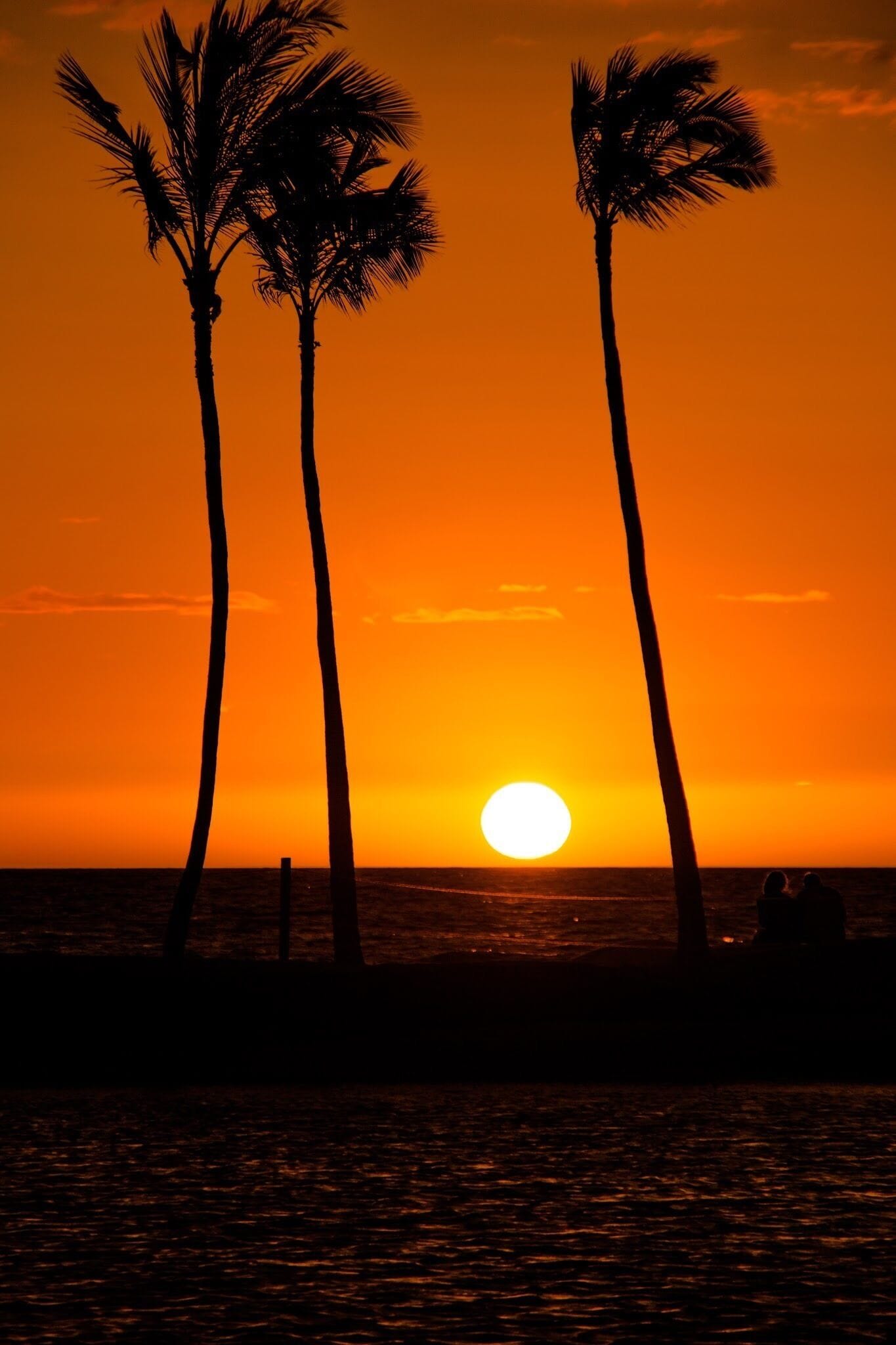 A sunset over the ocean with palm trees silhouetted against the sky.