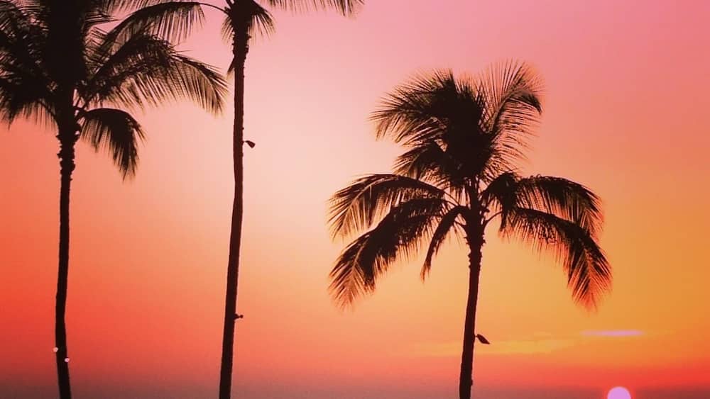 Ein Sonnenuntergang über dem Meer mit palmenartigen Silhouetten am Horizont.