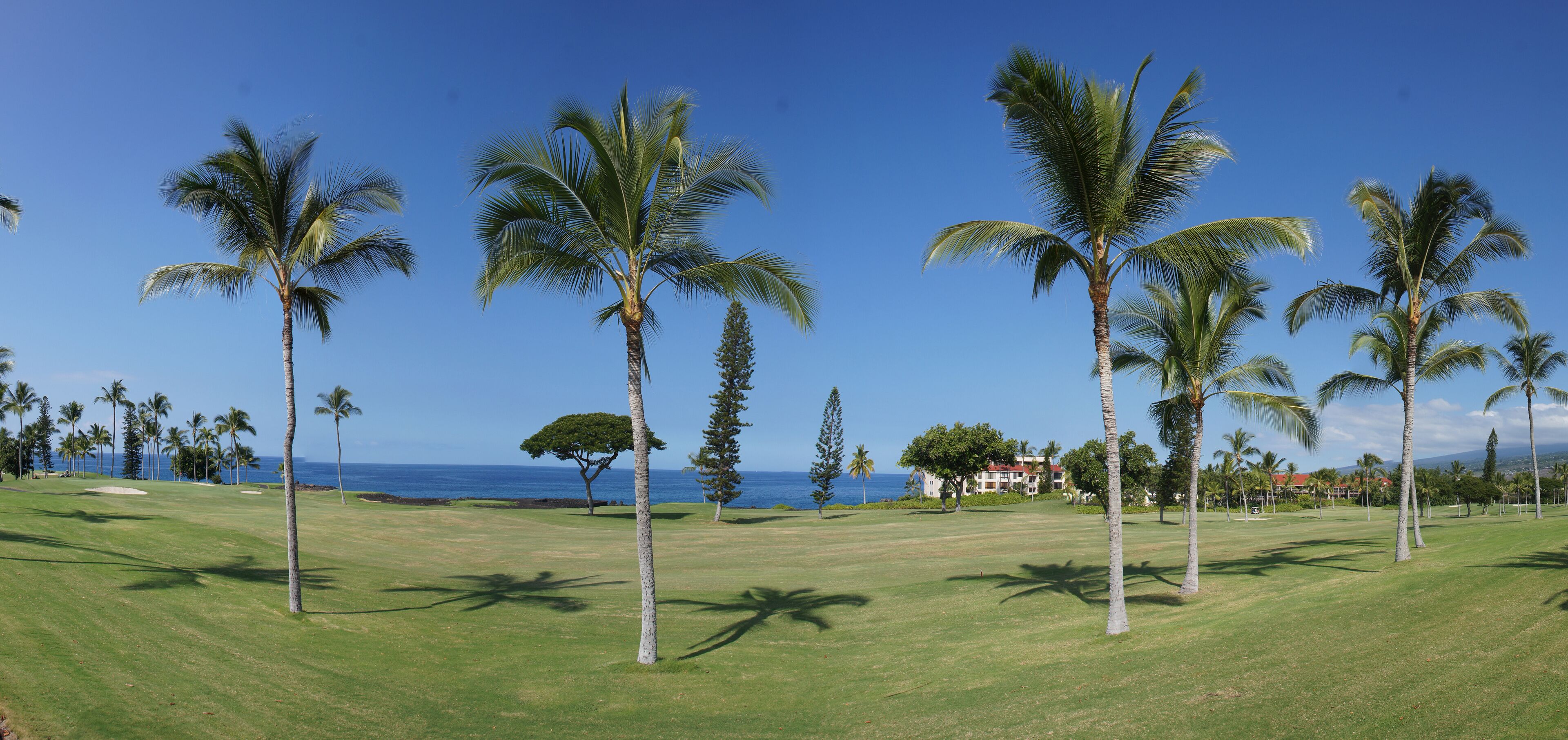 Panorama, coconut palms on golf course fairways