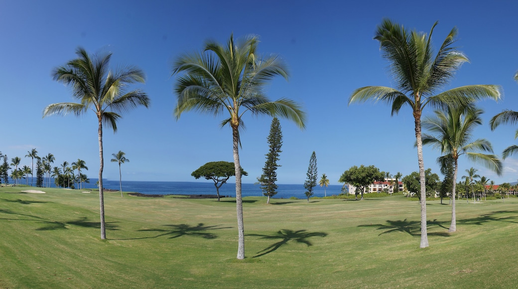 Panorama, coconut palms on golf course fairways