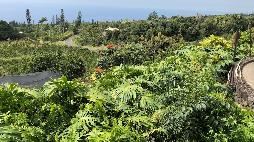 No trip to Kona on the Big Island of Hawaii is complete without getting all hopped up on caffeine. The drive up the mountains to get to these coffee plantations are a little steep and challenging, but well worth it for the views #lifeatexpedia