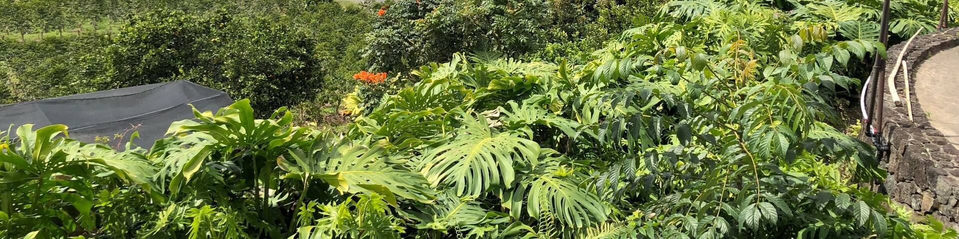 No trip to Kona on the Big Island of Hawaii is complete without getting all hopped up on caffeine. The drive up the mountains to get to these coffee plantations are a little steep and challenging, but well worth it for the views #lifeatexpedia