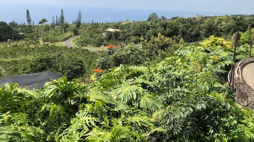 No trip to Kona on the Big Island of Hawaii is complete without getting all hopped up on caffeine. The drive up the mountains to get to these coffee plantations are a little steep and challenging, but well worth it for the views #lifeatexpedia