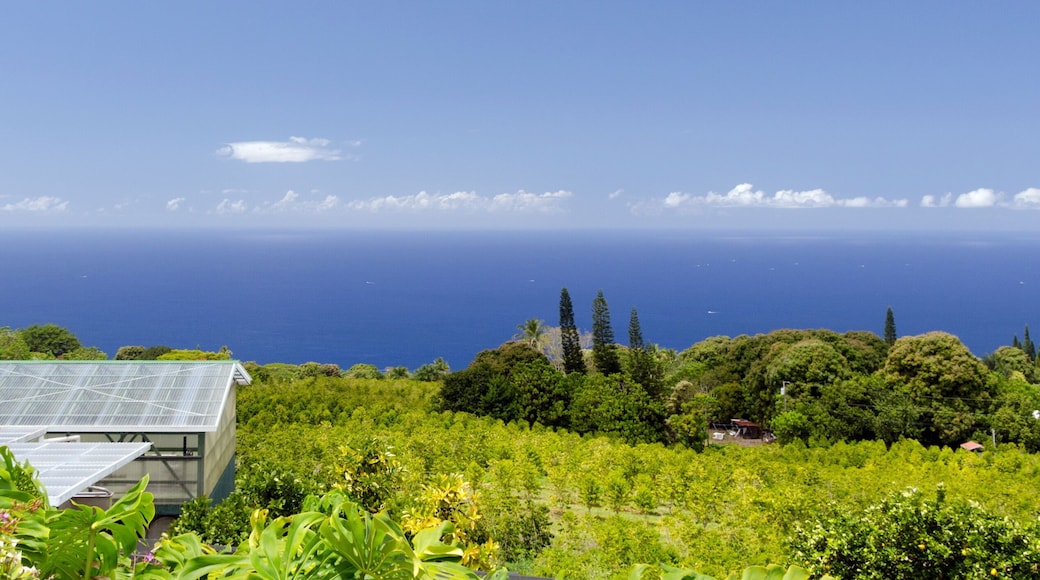 Coffee plantation on hills over Kona