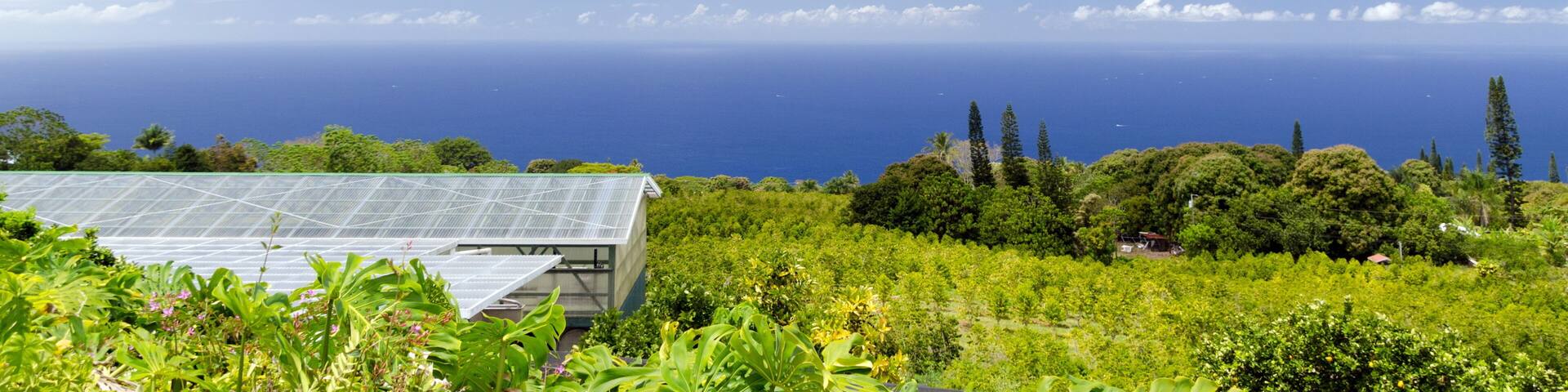 Coffee plantation on hills over Kona