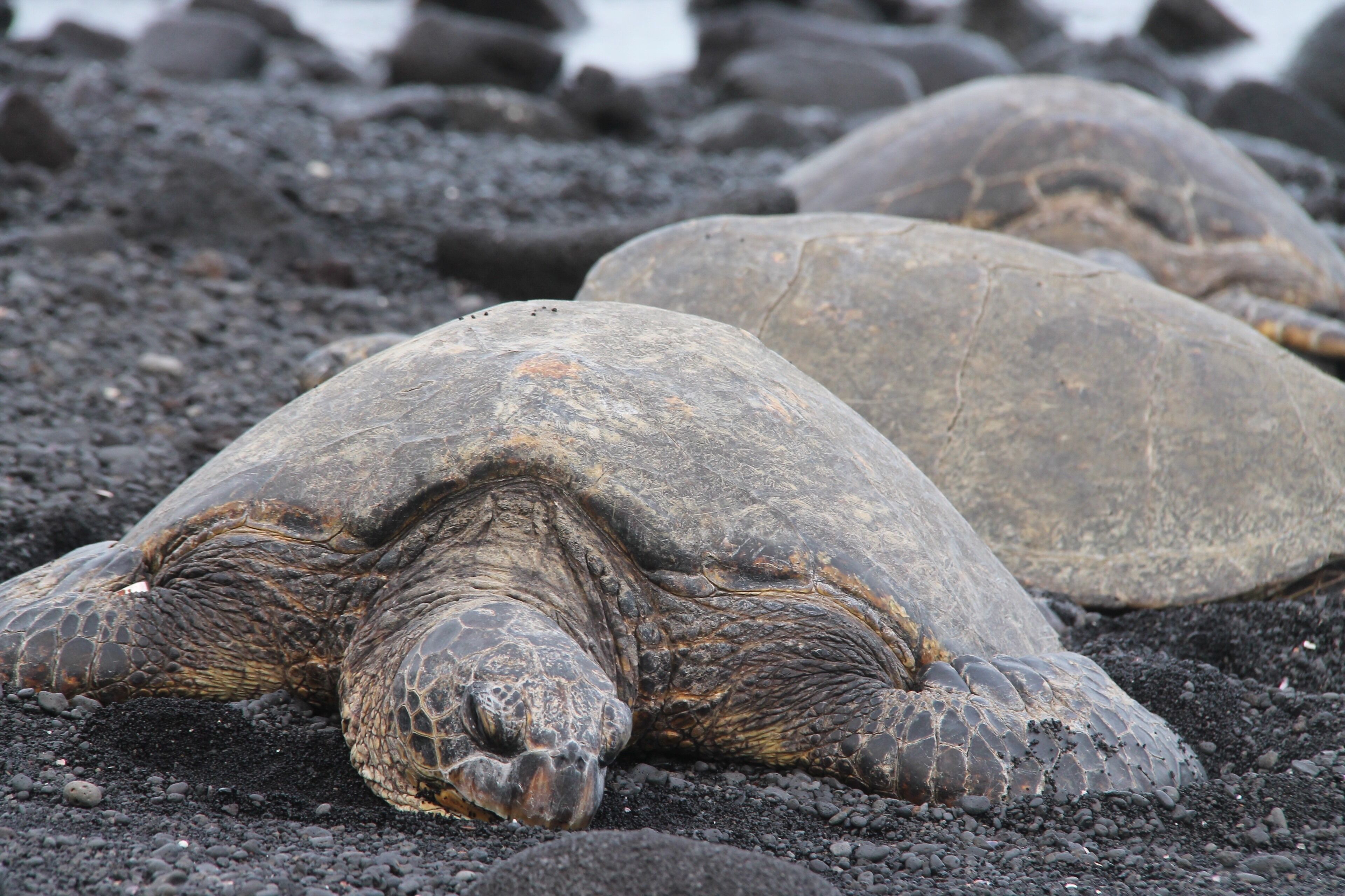 Two sea turtles on a rocky beach.