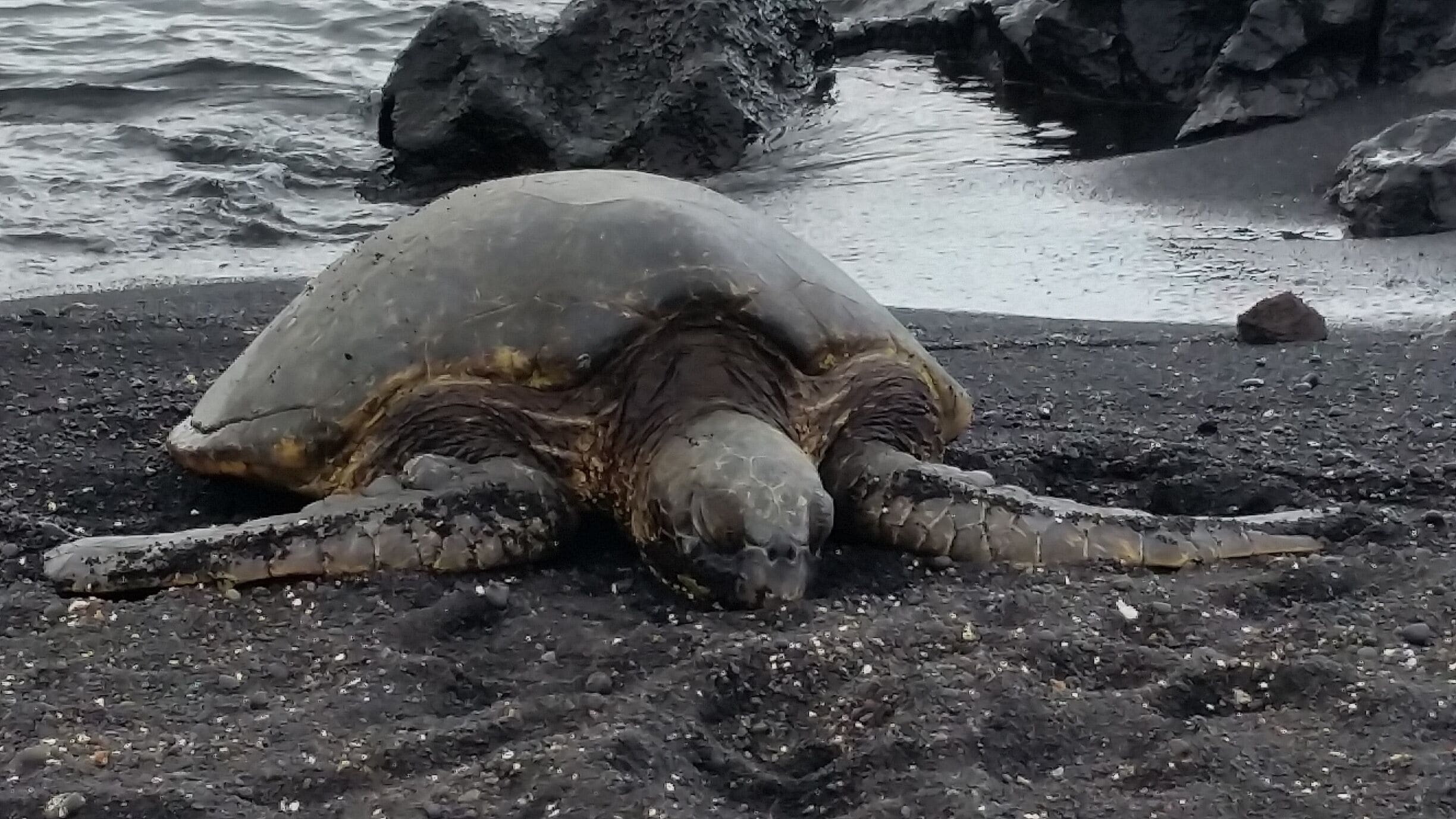 A sea turtle on a rocky beach with waves in the background.
