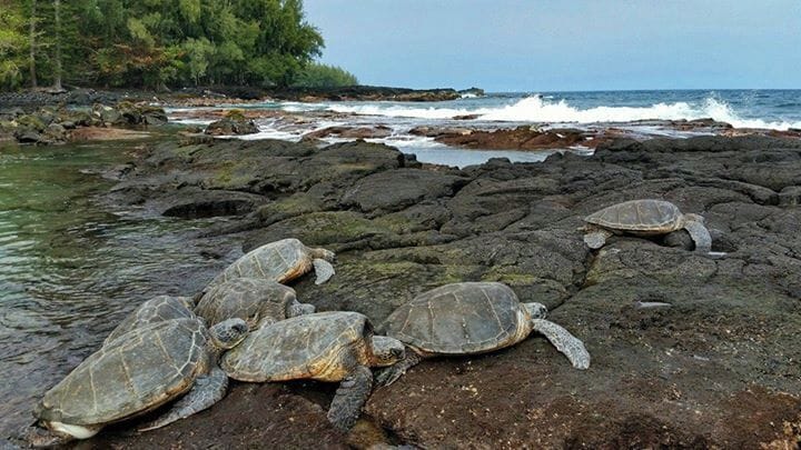 Shipman Cove Beach...
2.5 miles from the end of the road to the cove.  Great hike through a jungle that leads to a beach covered in lava.  The hike then turns into a climb over lava, loose stone and boulders.
The cove is a nesting spot for Green Sea Turtles and passing Humpback Whales.

We had the cove to ourselves and these guys.