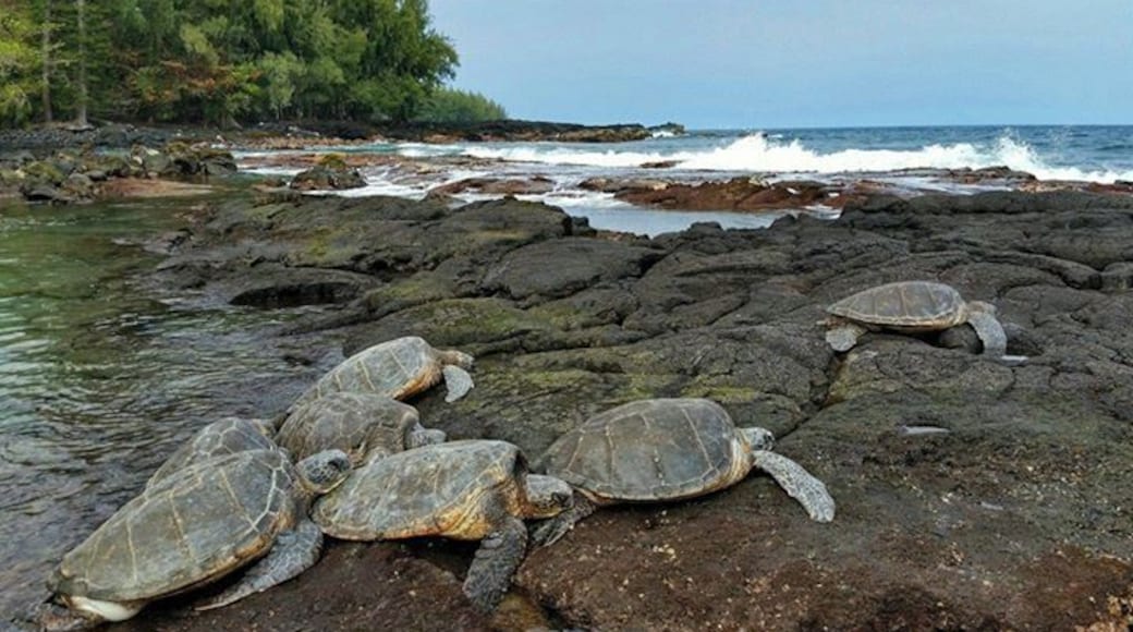 Shipman Cove Beach...
2.5 miles from the end of the road to the cove. Great hike through a jungle that leads to a beach covered in lava. The hike then turns into a climb over lava, loose stone and boulders.
The cove is a nesting spot for Green Sea Turtles and passing Humpback Whales.
We had the cove to ourselves and these guys.