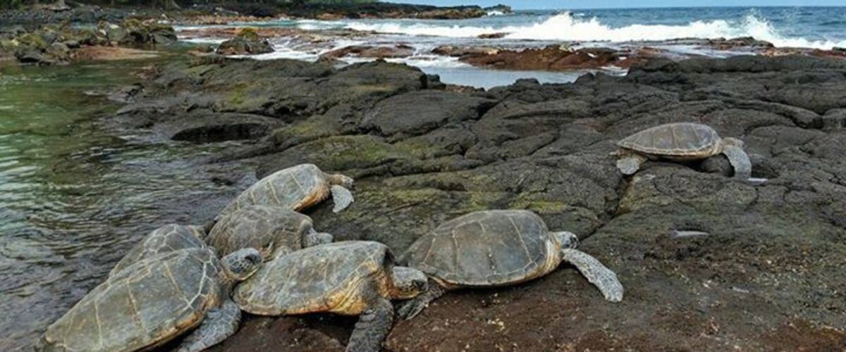 Shipman Cove Beach...
2.5 miles from the end of the road to the cove. Great hike through a jungle that leads to a beach covered in lava. The hike then turns into a climb over lava, loose stone and boulders.
The cove is a nesting spot for Green Sea Turtles and passing Humpback Whales.
We had the cove to ourselves and these guys.