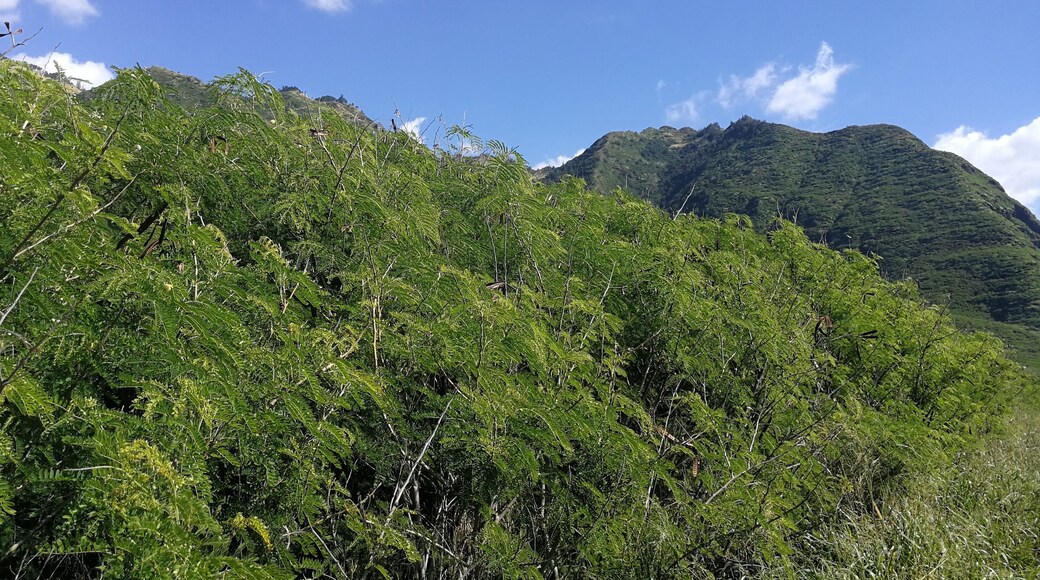 Keaau Beach, O'ahu, Hawaii - January 2020
