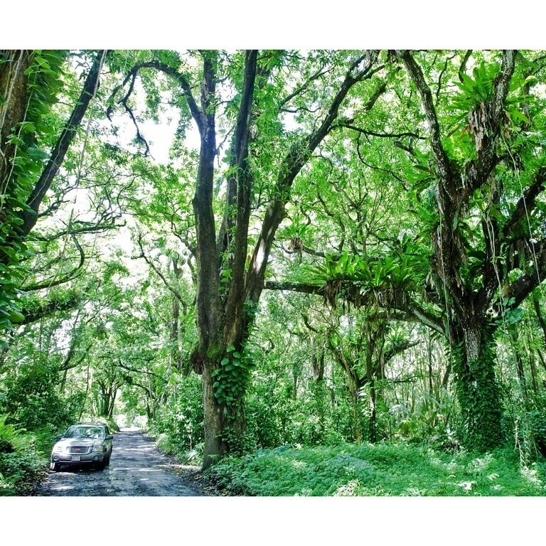 If you're anywhere near Pahoa, head out to the coast on Government Beach Road for a short drive through a lovely rainforest.  Surprisingly different than the rest of the coast, which is either built up into subdivisions, cleared for crops, or covered in lava.