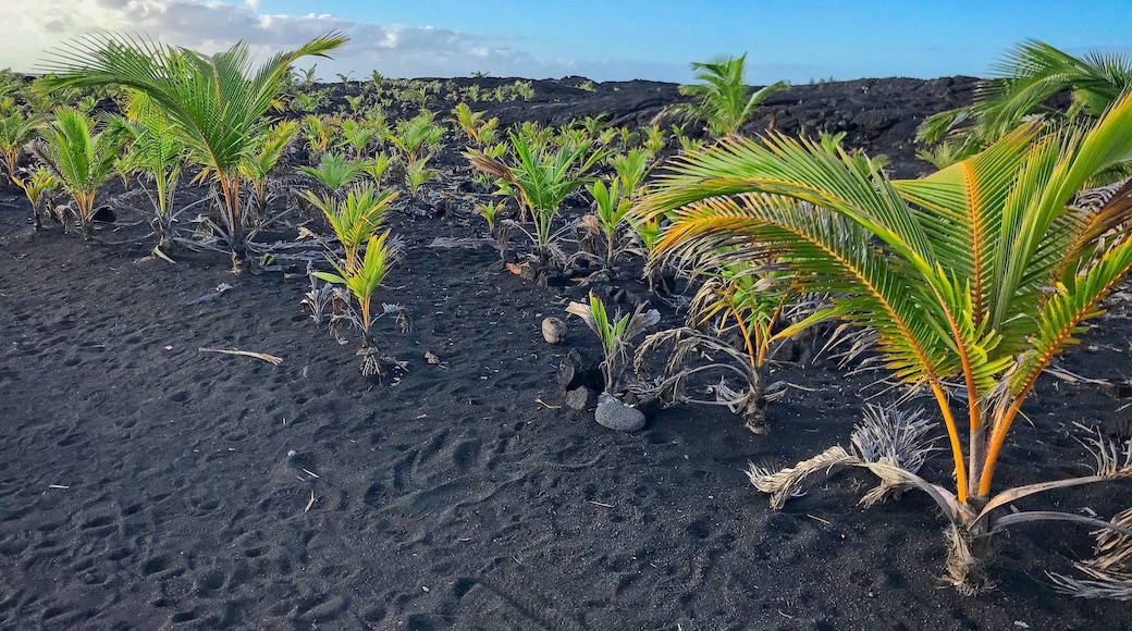 Solidified lava and black sand found in Pahoa on the big island of Hawaii