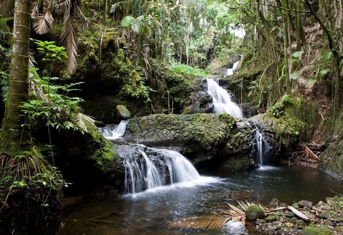 In 1977, Dan Lutkenhouse bought 17 acres in the Onomea Valley and set out to create a tropical paradise.  Using only hand tools, Dan and three assistants spent 8 years transforming the nearby jungle into a garden masterpiece.  Over 2000 species can be found in the garden, and it's been said that from the Lily Lake Vista alone over 110 species can be seen - more than any one place anywhere else on earth.  A bold claim, but it's easy to believe once you are here.

For more details, check out their site at http://www.htbg.com/.