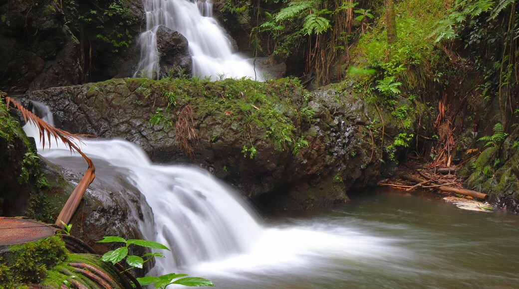 At the most beautiful garden in Hawaii, Onomea Waterfall greets one while decending into the lush valley. Lynn and I spent 4 hours taking over 500 photos of the tropical flowers, flowing water, ocean waves, and small creatures. The garden is in a natural setting, located in a secluded valley. In my opinion, this was the best Hawaiian garden we have visited. We look forward to returning to the Hilo side of Hawaii sometime next year.