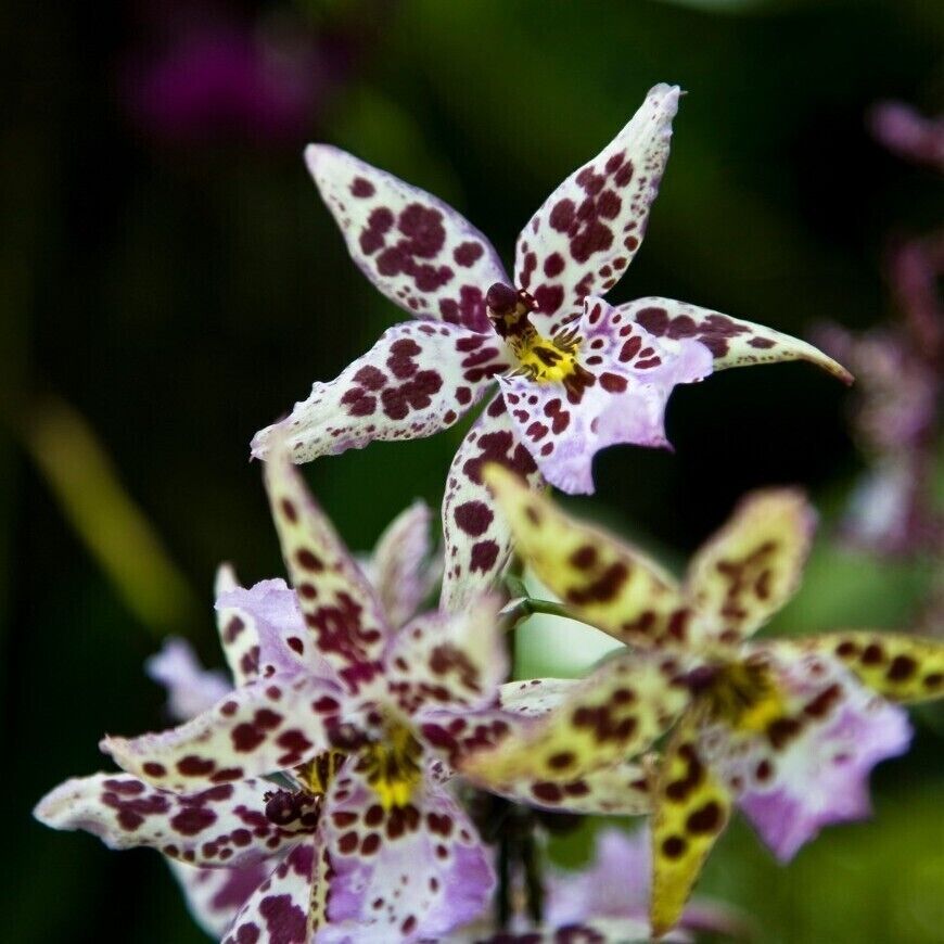 A highlight of the garden is the fantastic orchid display, which features dozens of species all year round.