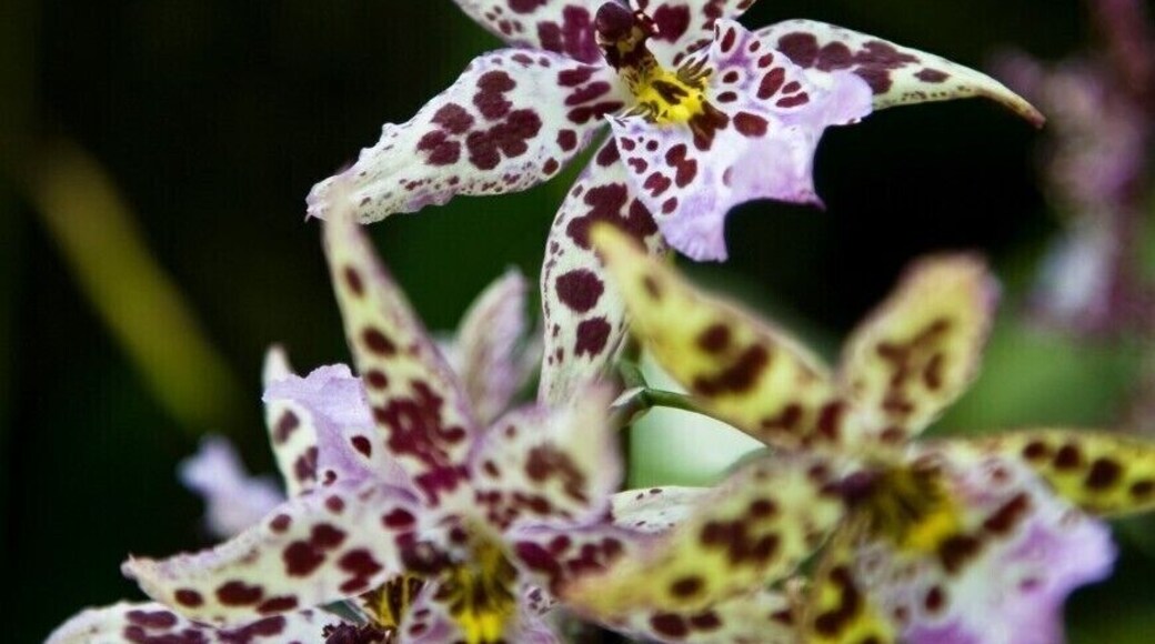 A highlight of the garden is the fantastic orchid display, which features dozens of species all year round.