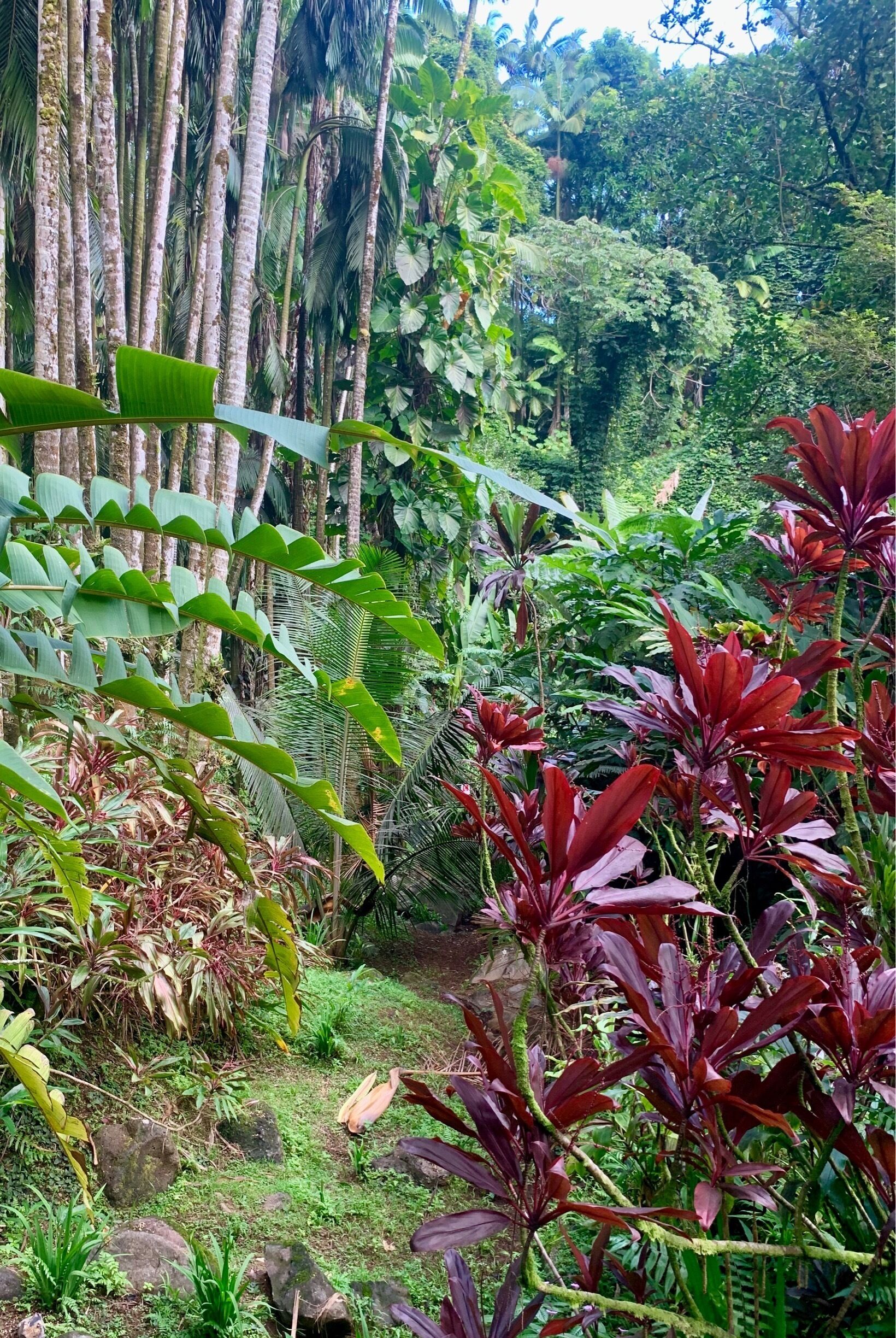 This Botanical Garden is such a beauty. Lots and lots of tropicals including orchids, cordyline sp., draceana, anthurium and bromeliads. So much color and texture. This garden also has lovely walkways, ocean views and even a natural waterfall. 

#GreatOutdoors #Botany #GreenTravel #Flowers #Horticulture #Hawaii #BigIsland