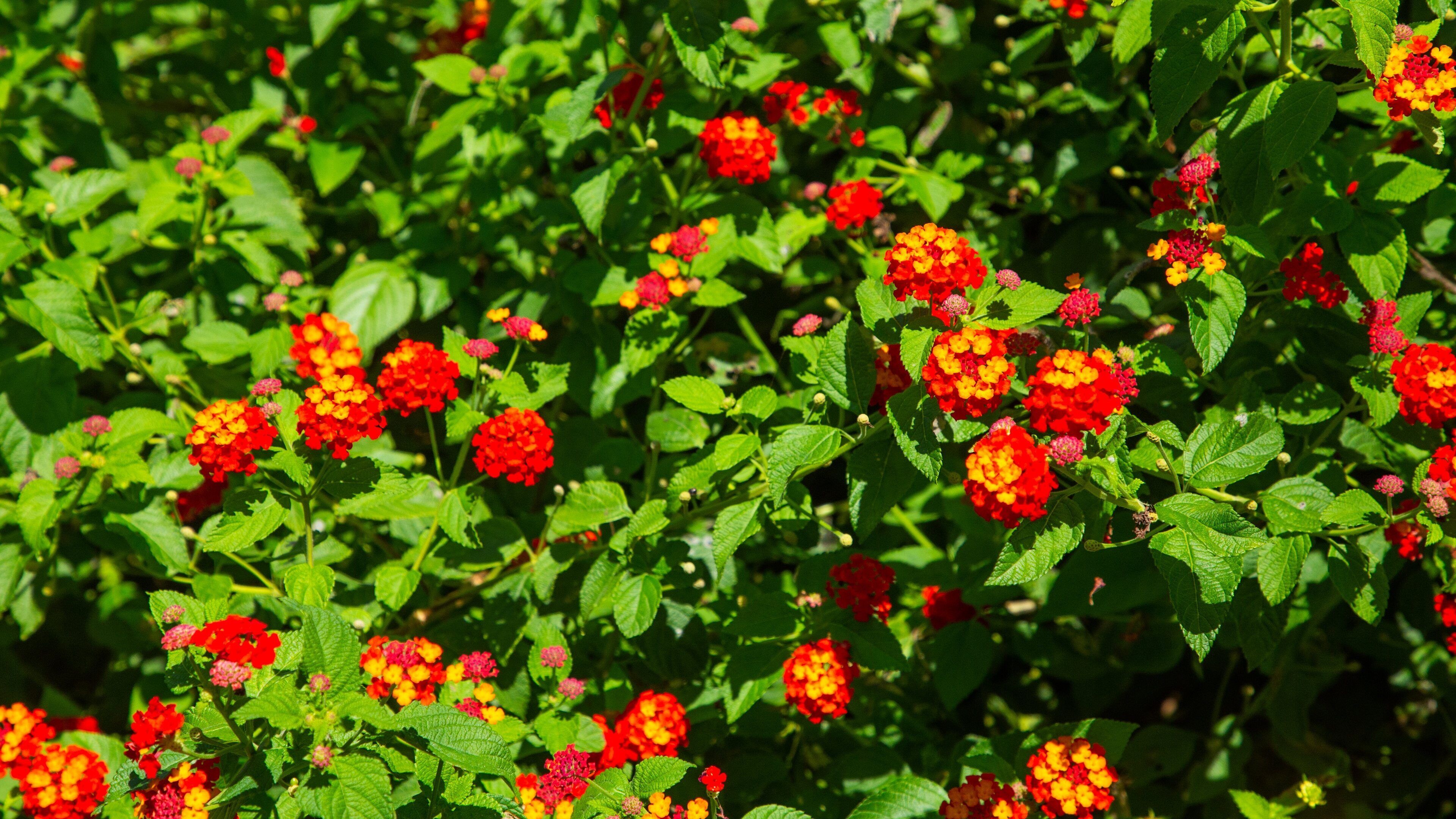 Honomu featuring wildflowers