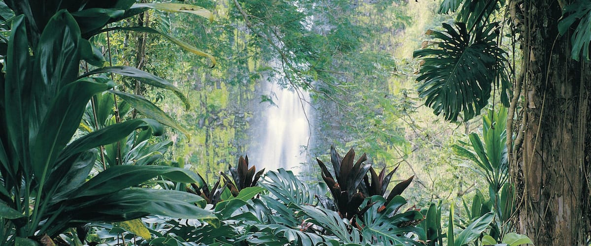 Une forêt tropicale luxuriante, avec une cascade en arrière-plan.